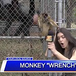10 Times Animals Crashed Live News Broadcasts
